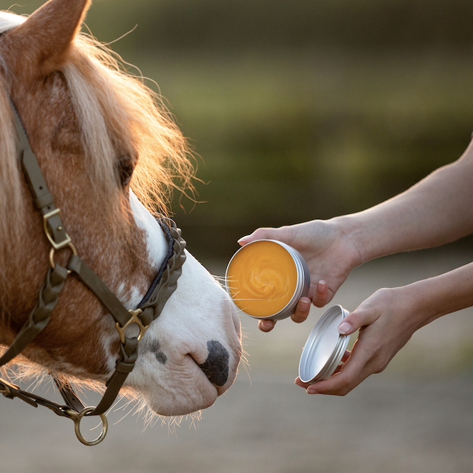 Horse & Dog - Honey Salve