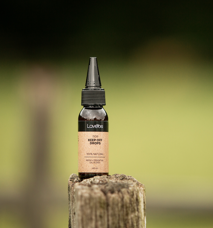 Hund - Keine Tropfen